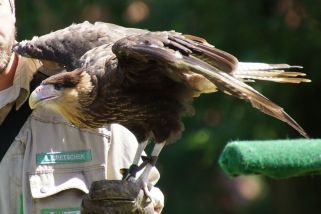 Phalcoboenus australis - Falklandkarakara